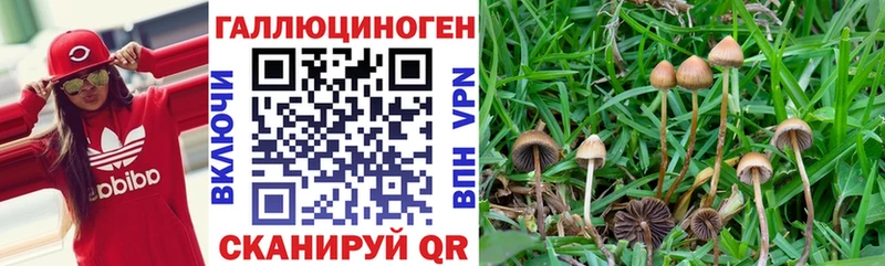 Галлюциногенные грибы Psilocybine cubensis  Абдулино 
